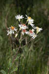 Pine barren whitetop aster